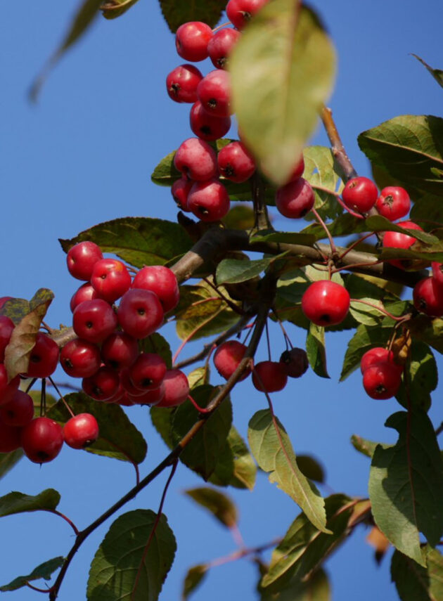 Malus Red Sentinel Foglia