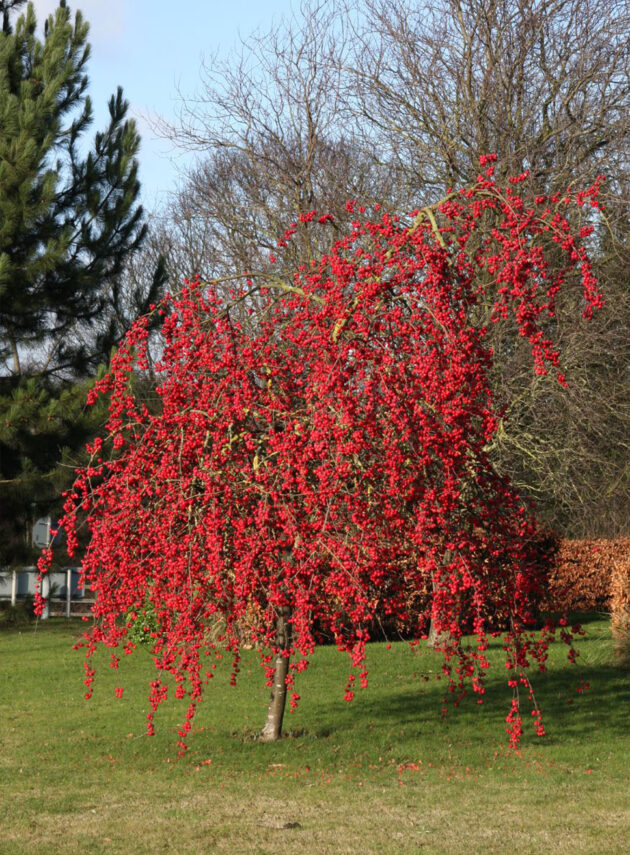Malus Red Sentinel