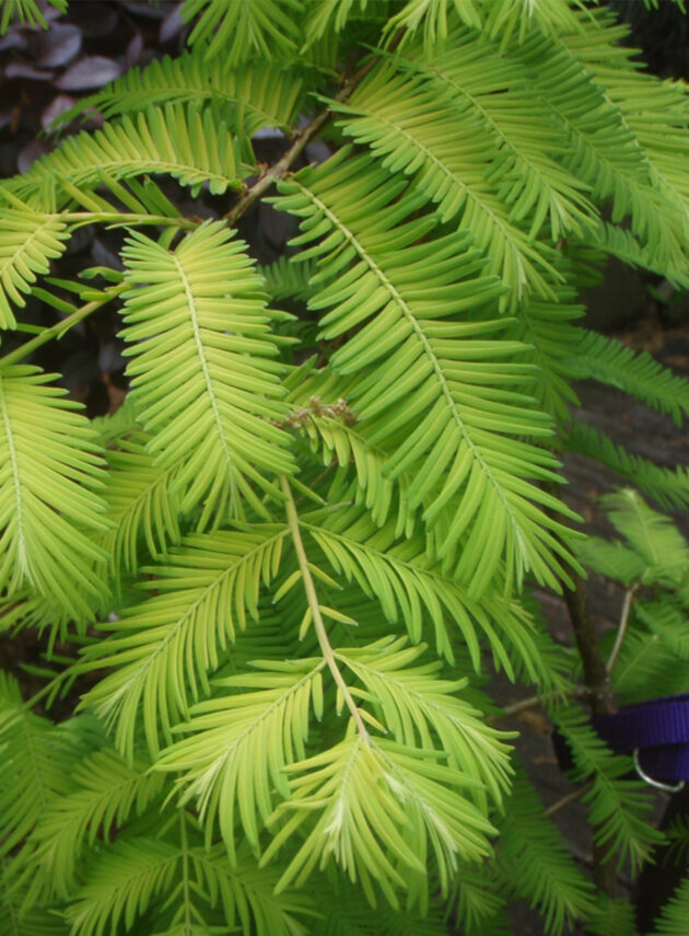 Metasequoia Glyptostroboides Foglia