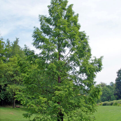 Metasequoia Glyptostroboides