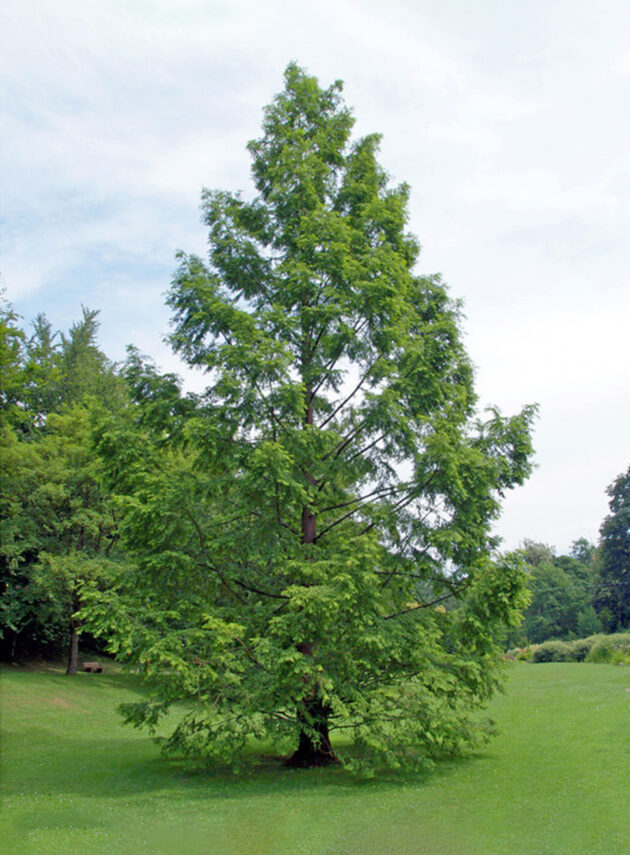 Metasequoia Glyptostroboides