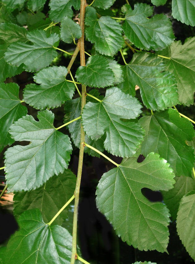 Morus Alba Foglia