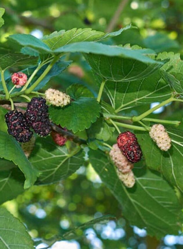 Morus Alba Frutto