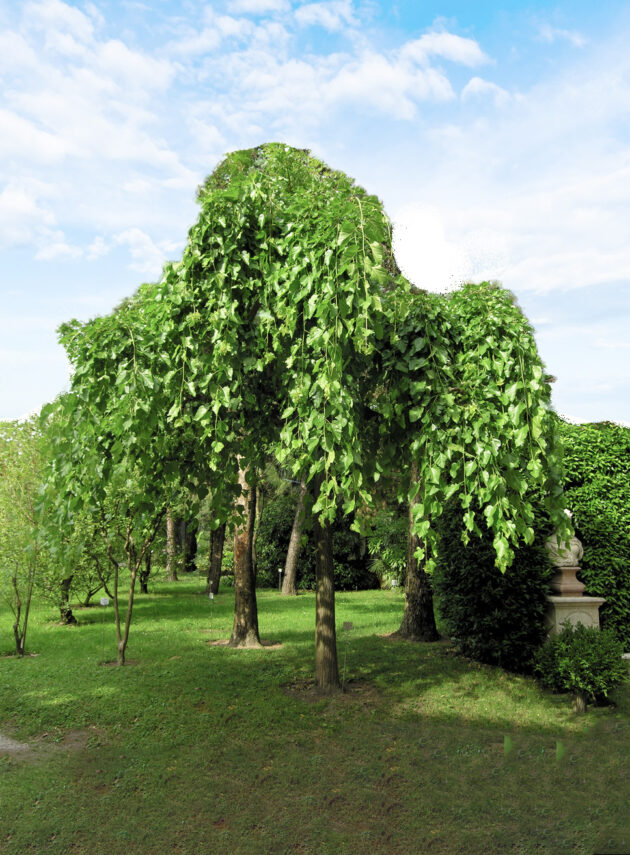 Morus Alba Pendula