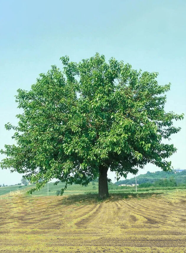 Morus Alba