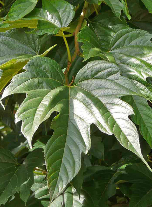 Morus Platanifolia Foglia