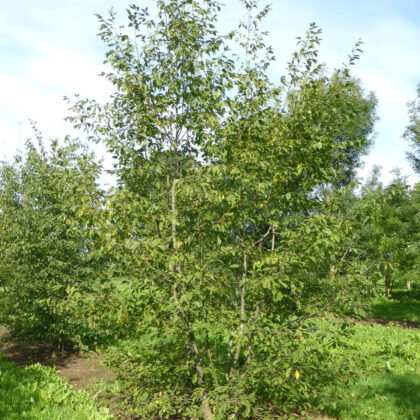 Ostrya Carpinifolia (Carpino Nero) Cespuglio