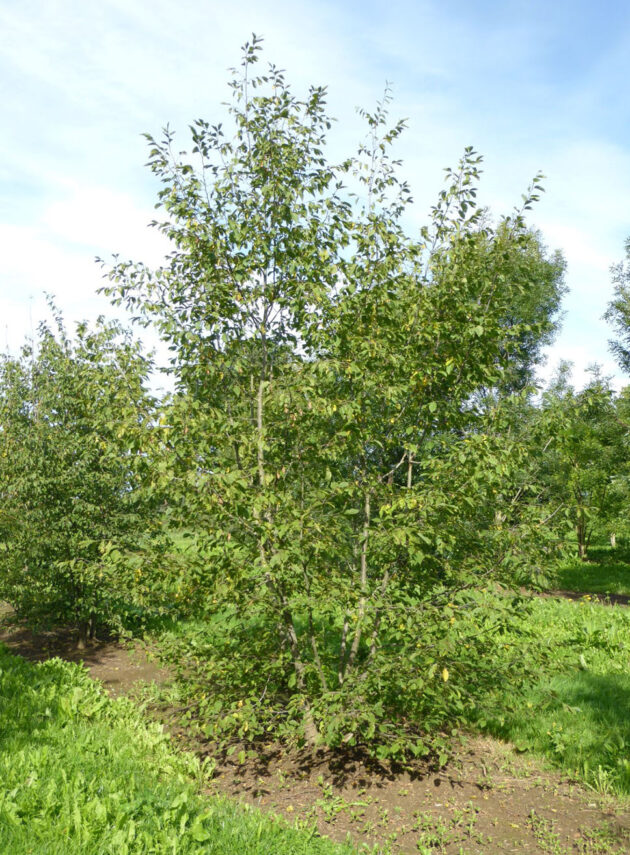 Ostrya Carpinifolia (Carpino Nero) Cespuglio