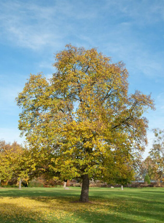 Ostrya Carpinifolia (Carpino Nero)