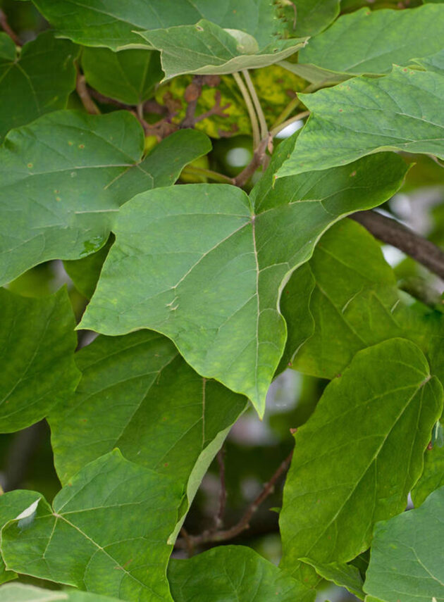 Paulownia Imperialis Foglia