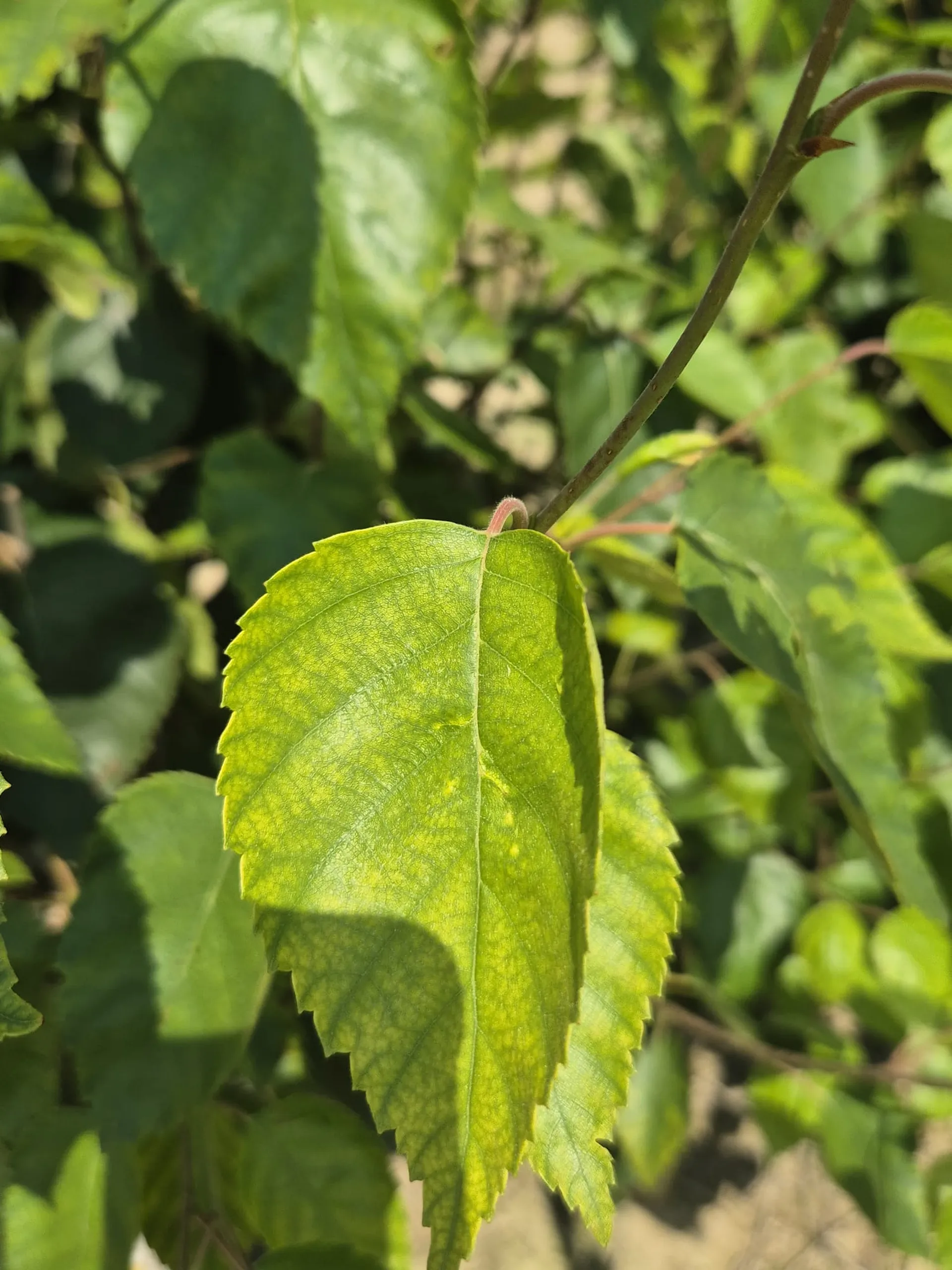 particolare della foglia Betula Utilis Cespuglio