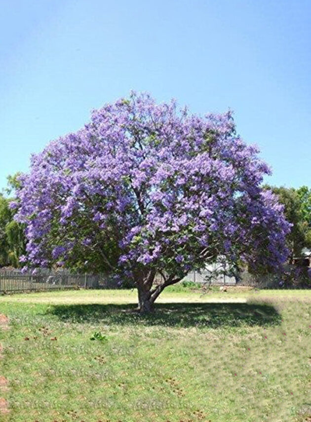 Paulownia Imperialis