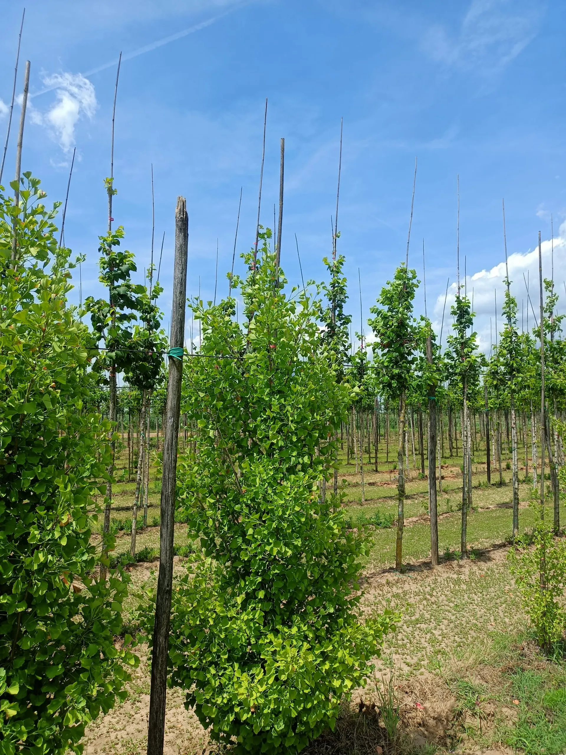 GINKGO BILOBA BLAGON