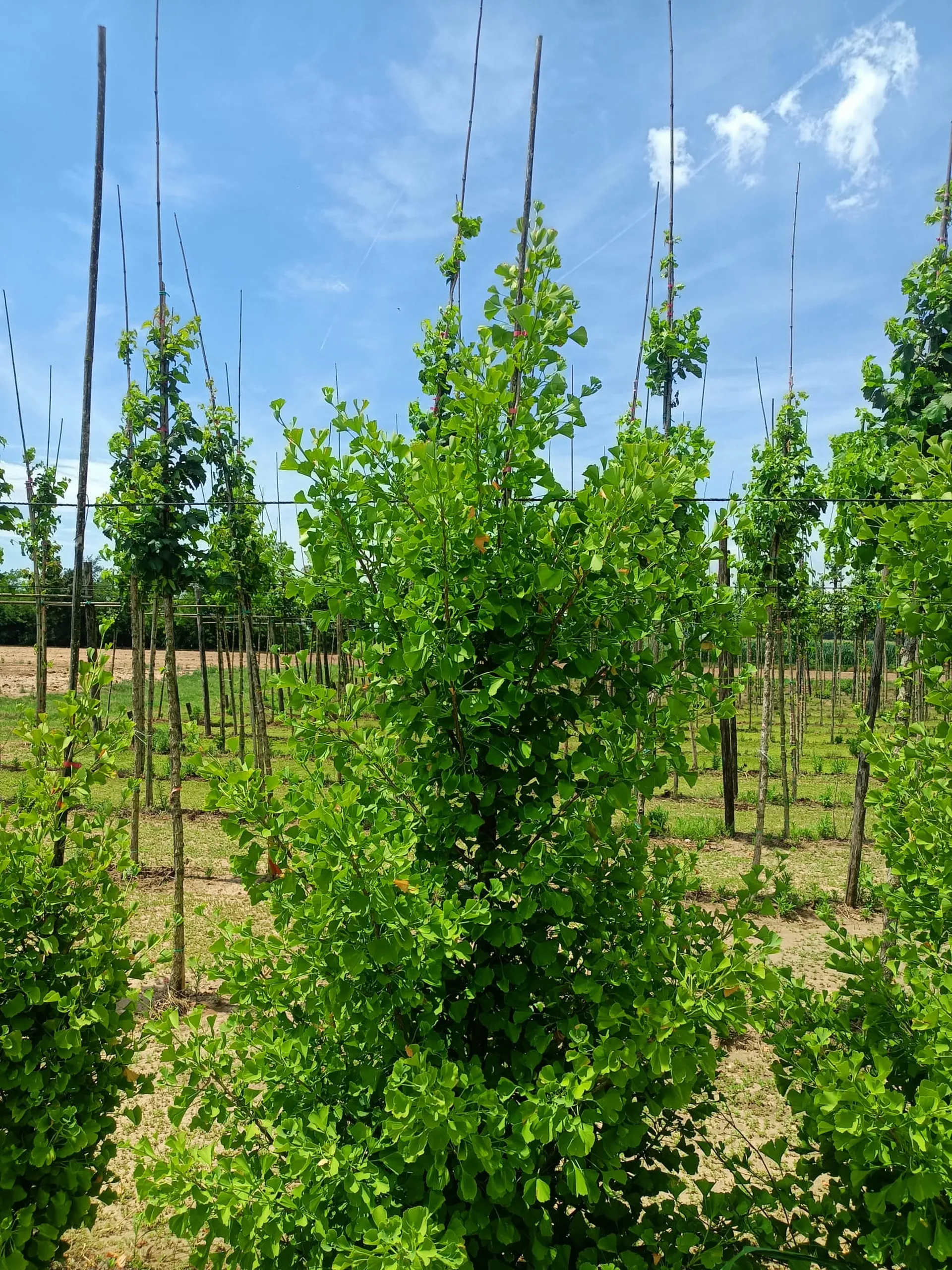 GINKGO BILOBA BLAGON