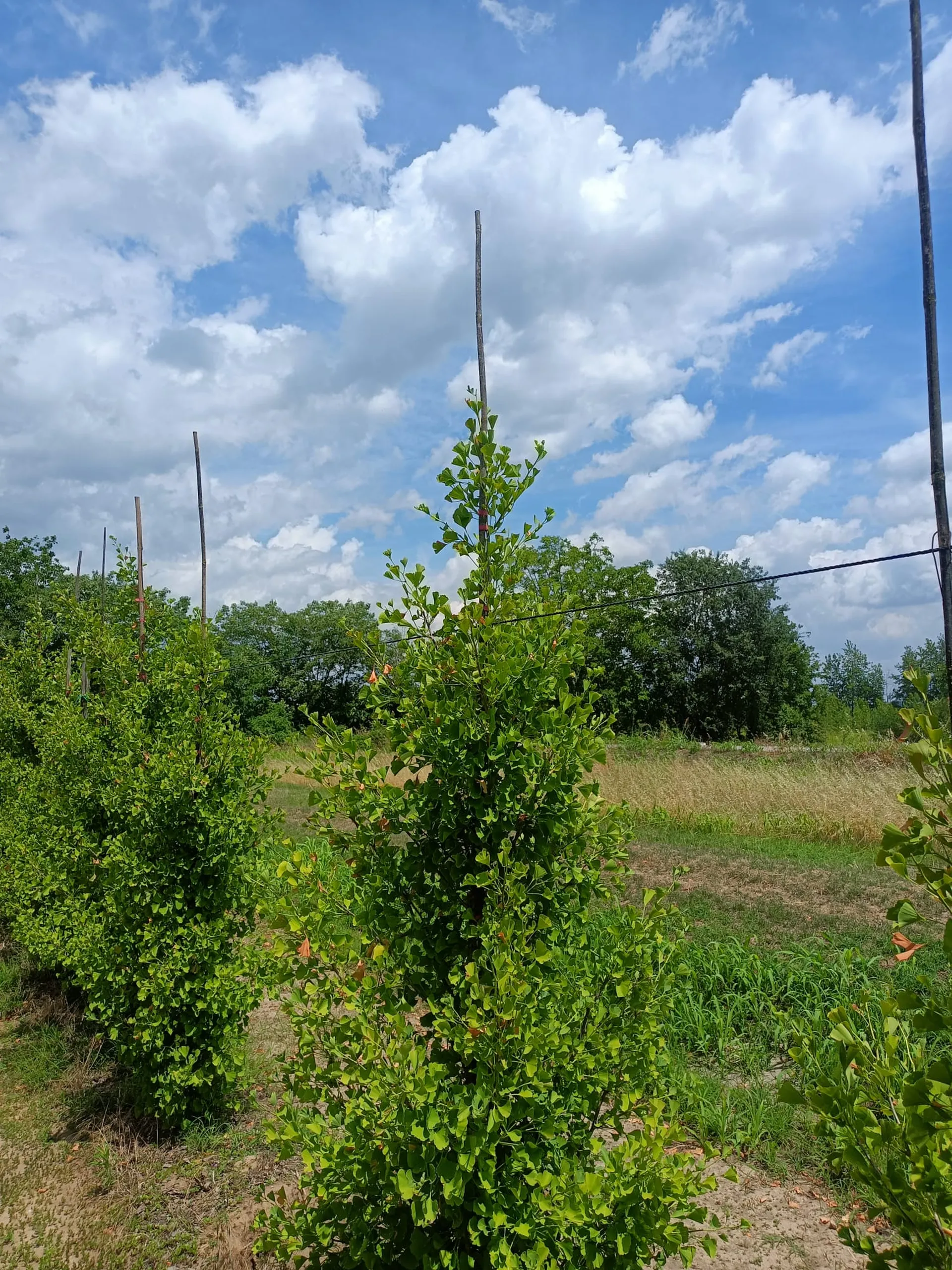 GINKGO BILOBA BLAGON