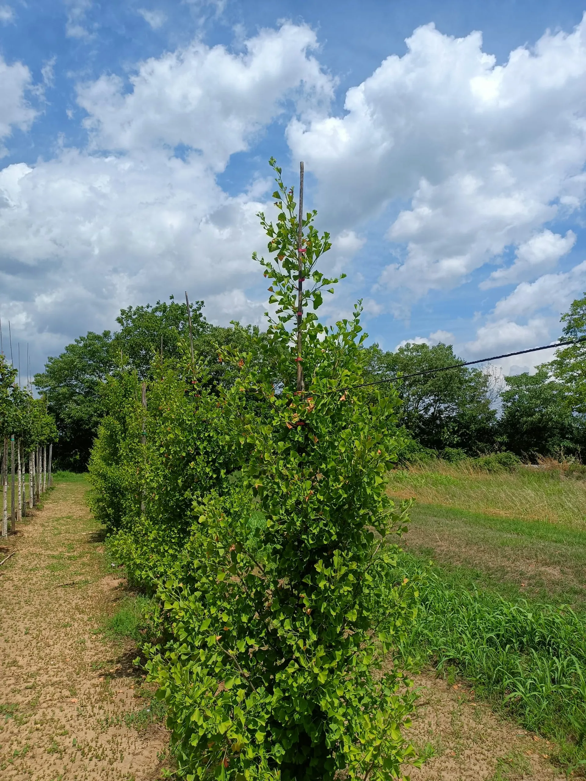 GINKGO BILOBA BLAGON