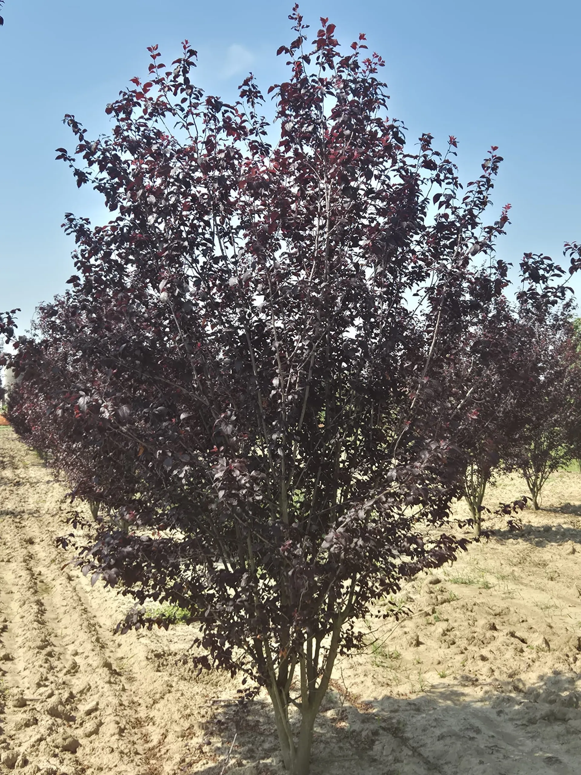 Prunus cerasifera Pissardii cespuglio