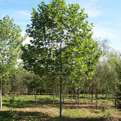 Platanus Acerifolia