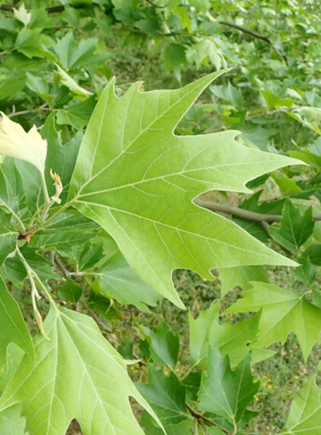 Platanus Orientalis Foglia