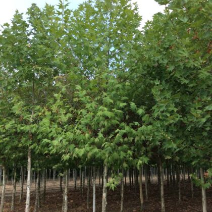 Platanus Orientalis