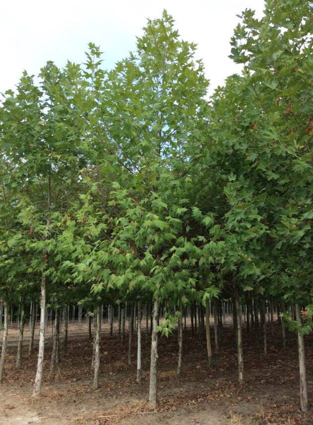 Platanus Orientalis