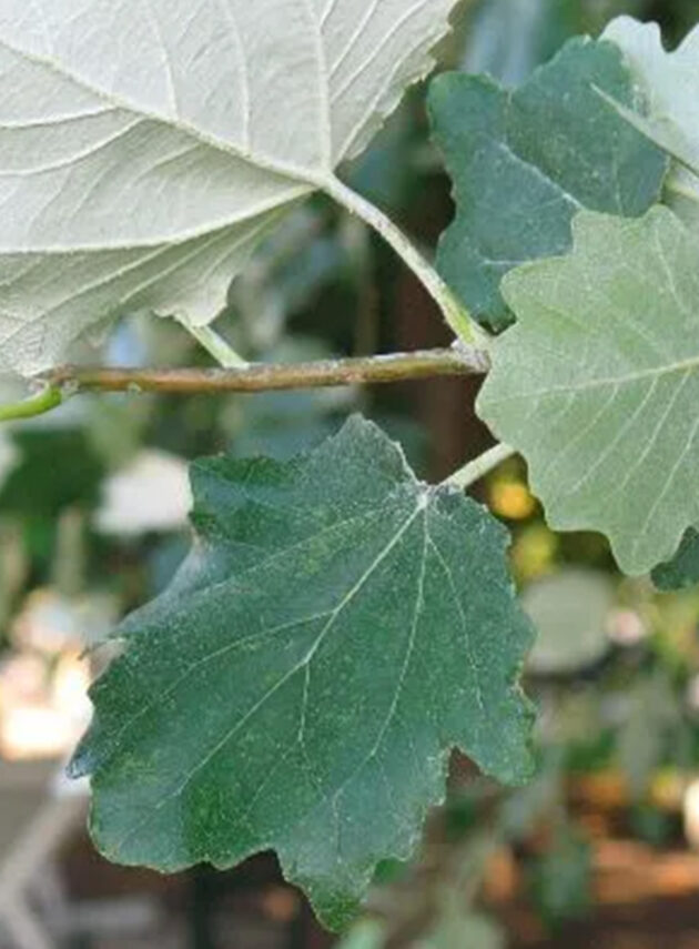 Populus Alba Foglia