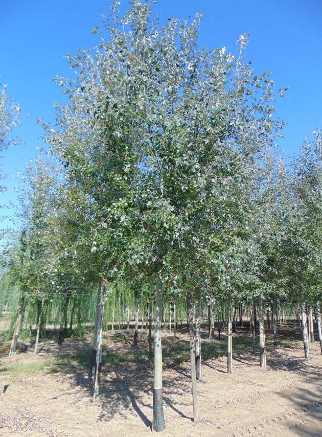 Populus Alba