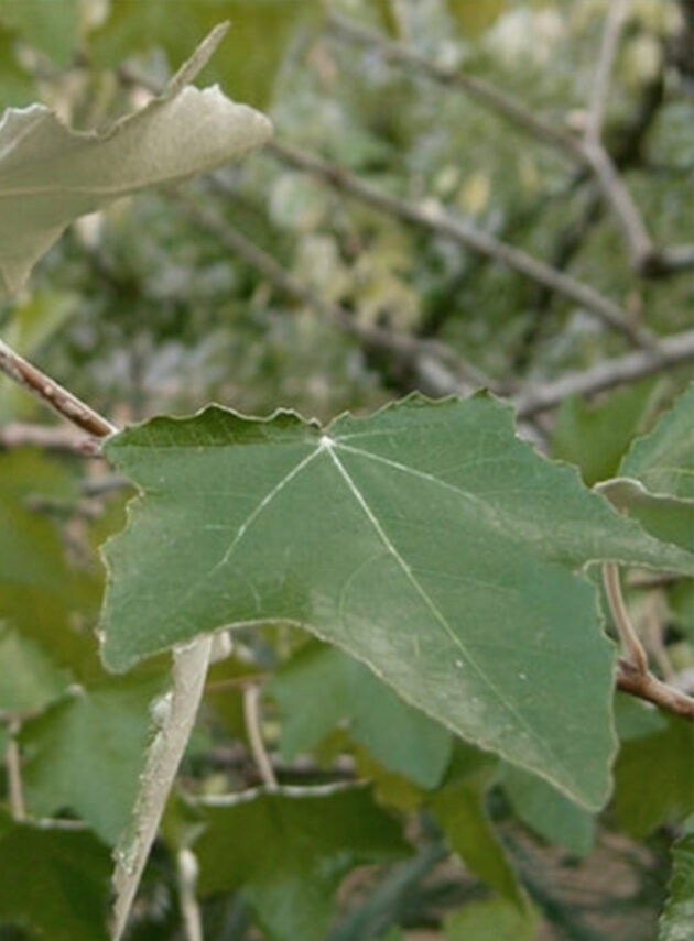 Populus Italica Pyramidalis Foglia