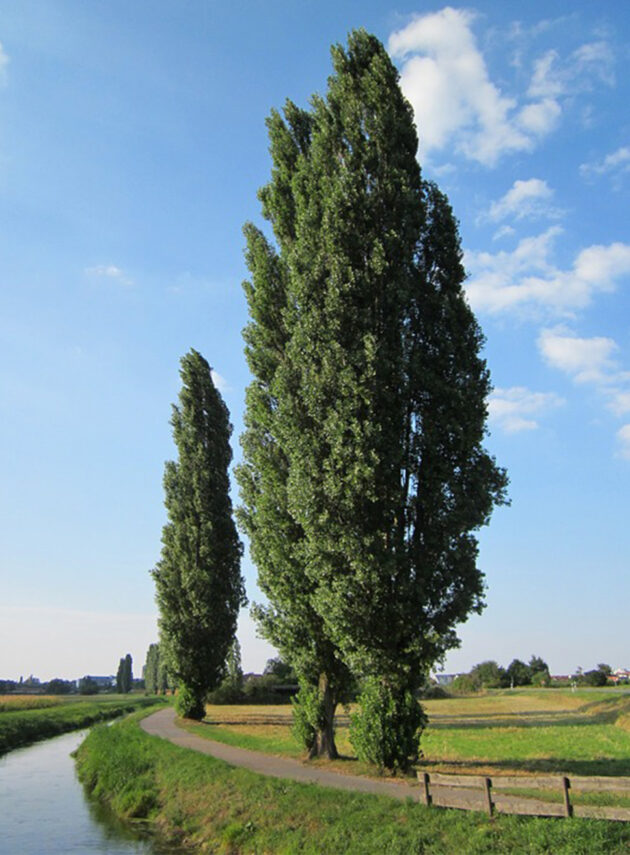 Populus Italica Pyramidalis