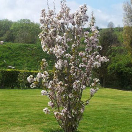 Prunus Amanogawa Cespuglio