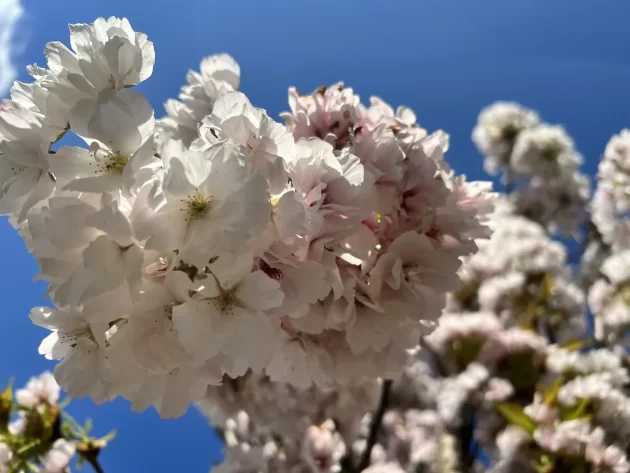 Prunus Amanogawa Cespuglio