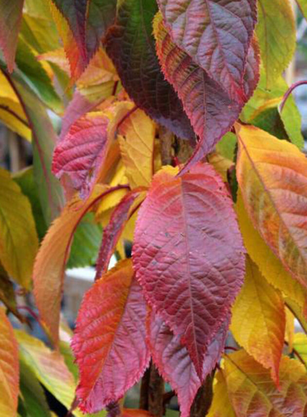 Prunus Amanogawa Cespuglio Foglia
