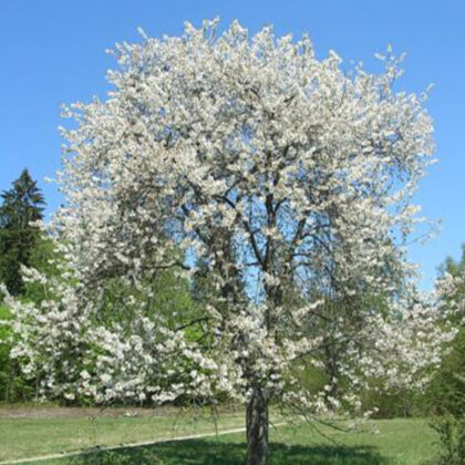 Prunus Avium