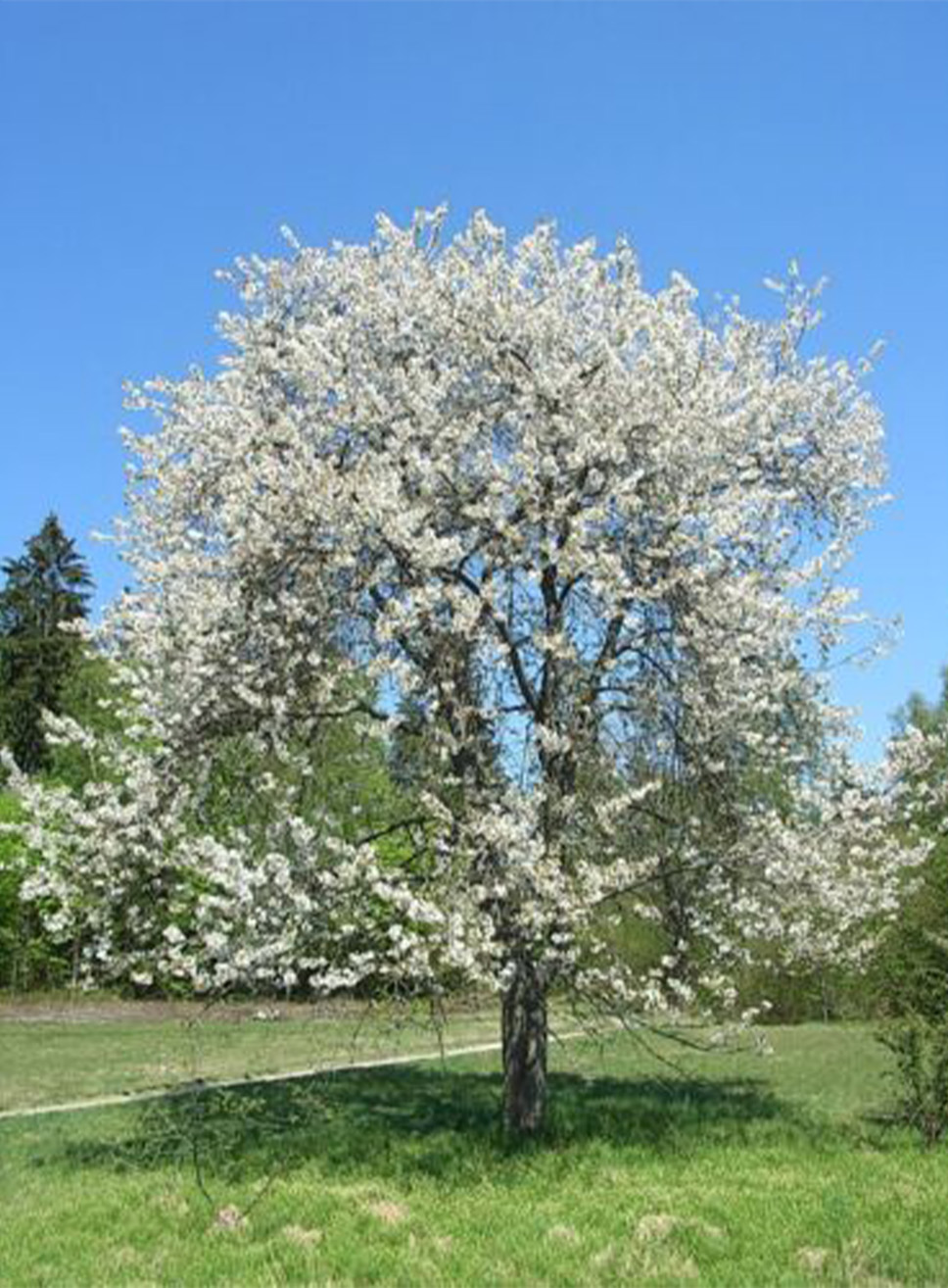 Prunus Avium