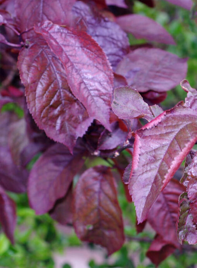 Prunus Cerasifera Pissardii Foglia