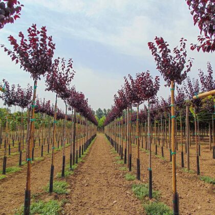 Prunus Cerasifera Pissardii