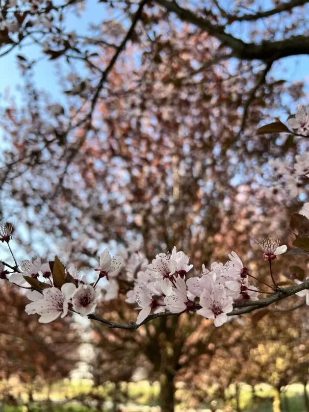 Prunus Cerasifera Pissardii