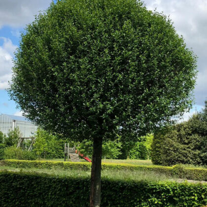 Prunus Fruticosa Globosum