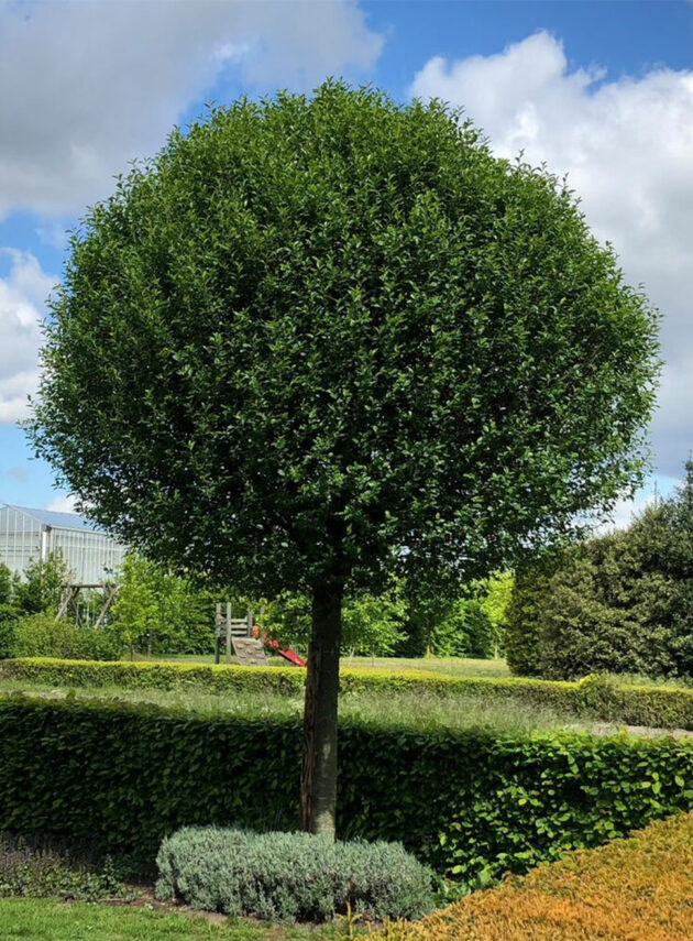 Prunus Fruticosa Globosum