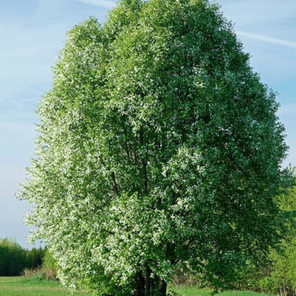Prunus Padus