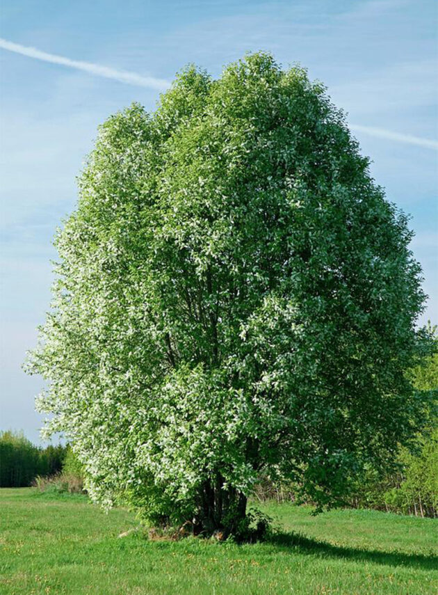 Prunus Padus