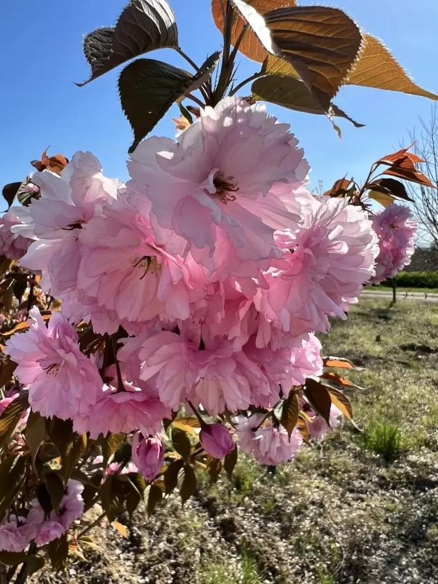 Prunus Serrulata Kanzan