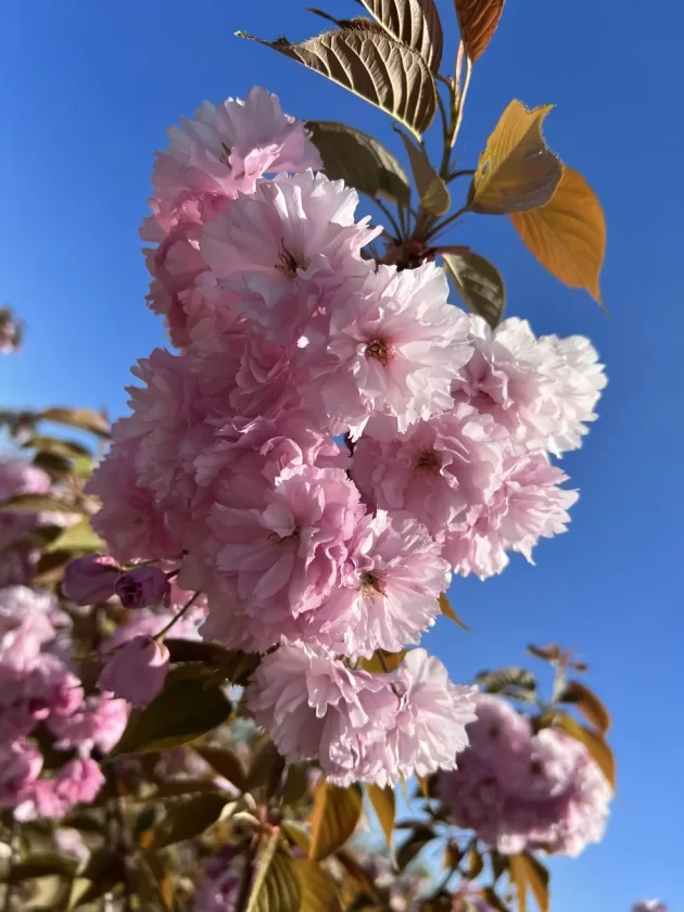 Prunus Serrulata Kanzan