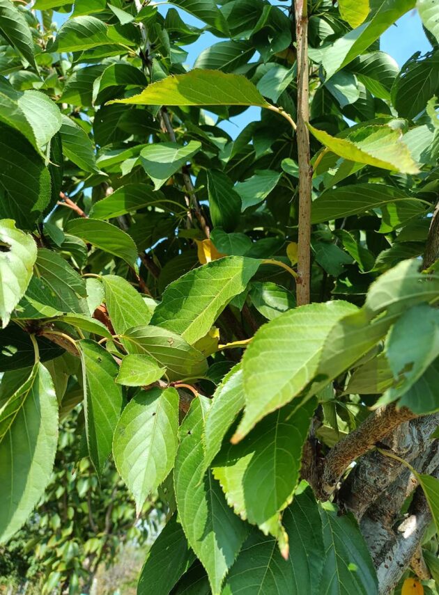 Prunus Serrulata Kanzan Foglia