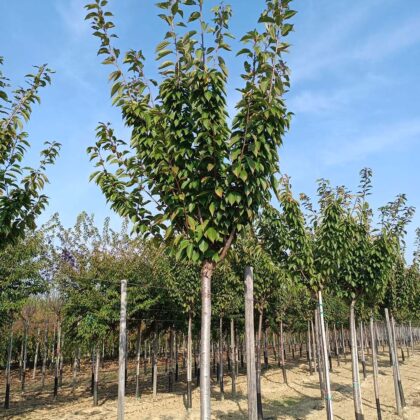 Prunus Serrulata Kanzan