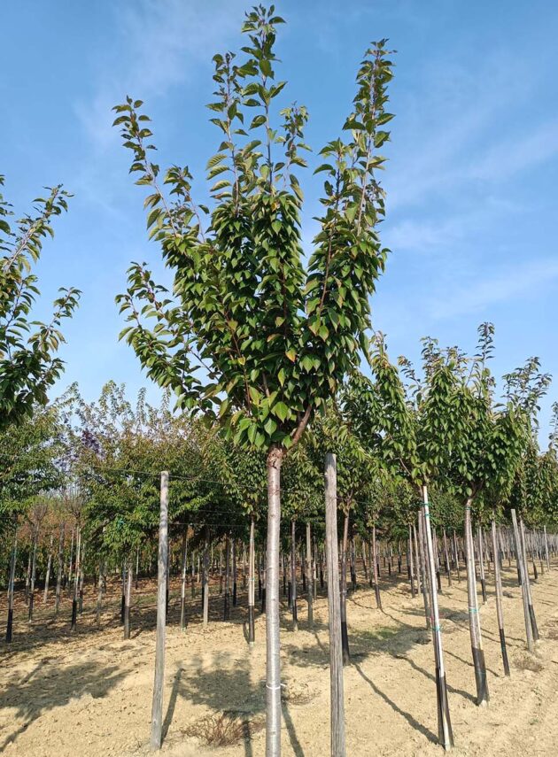 Prunus Serrulata Kanzan