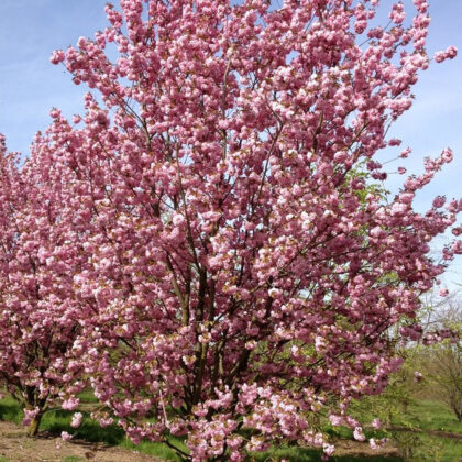 Prunus Serrulata Kanzan
