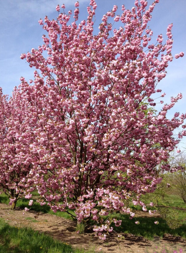 Prunus Serrulata Kanzan
