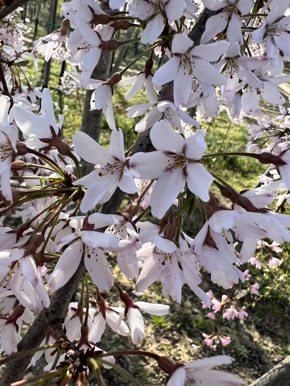 Prunus Subhirtella Pendula Fiore