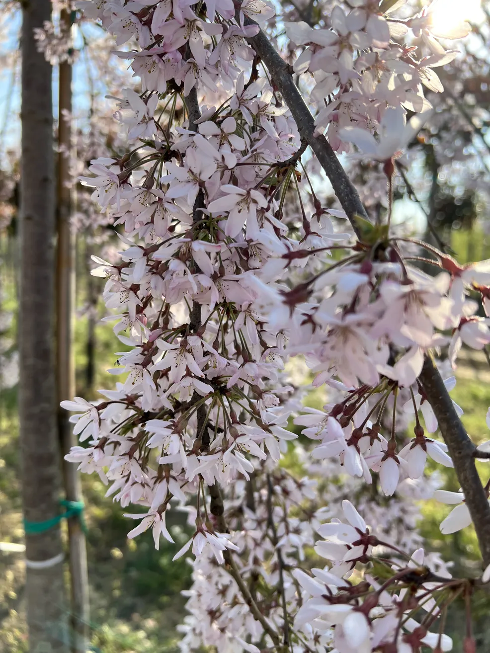 Prunus Subhirtella Pendula Fiore